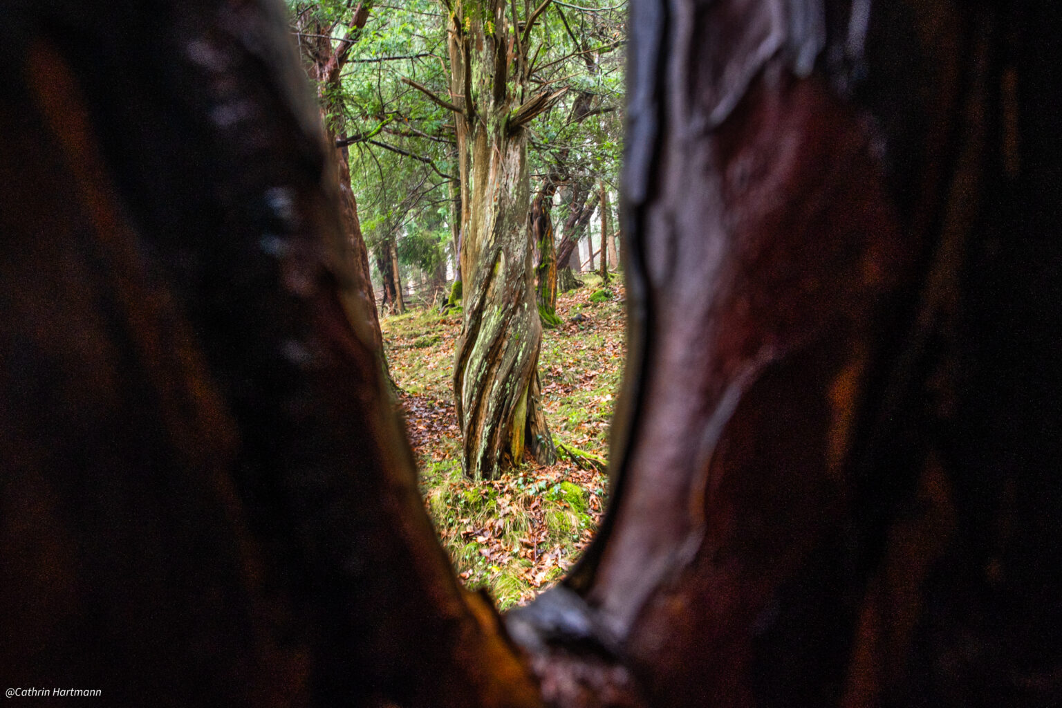 Cathrin Hartmann Apfeldorf Wessofontanum