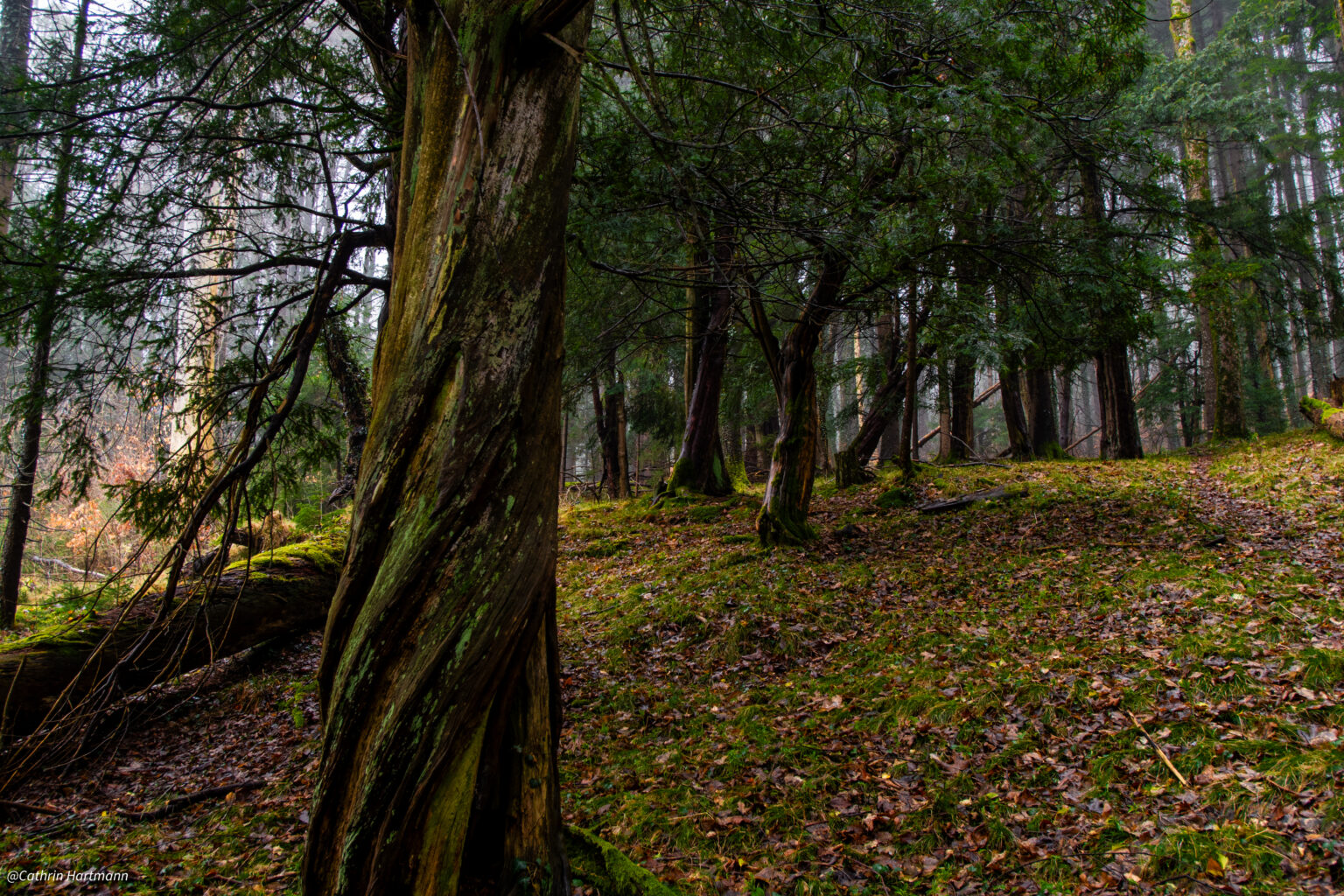 Cathrin Hartmann Apfeldorf Wessofontanum