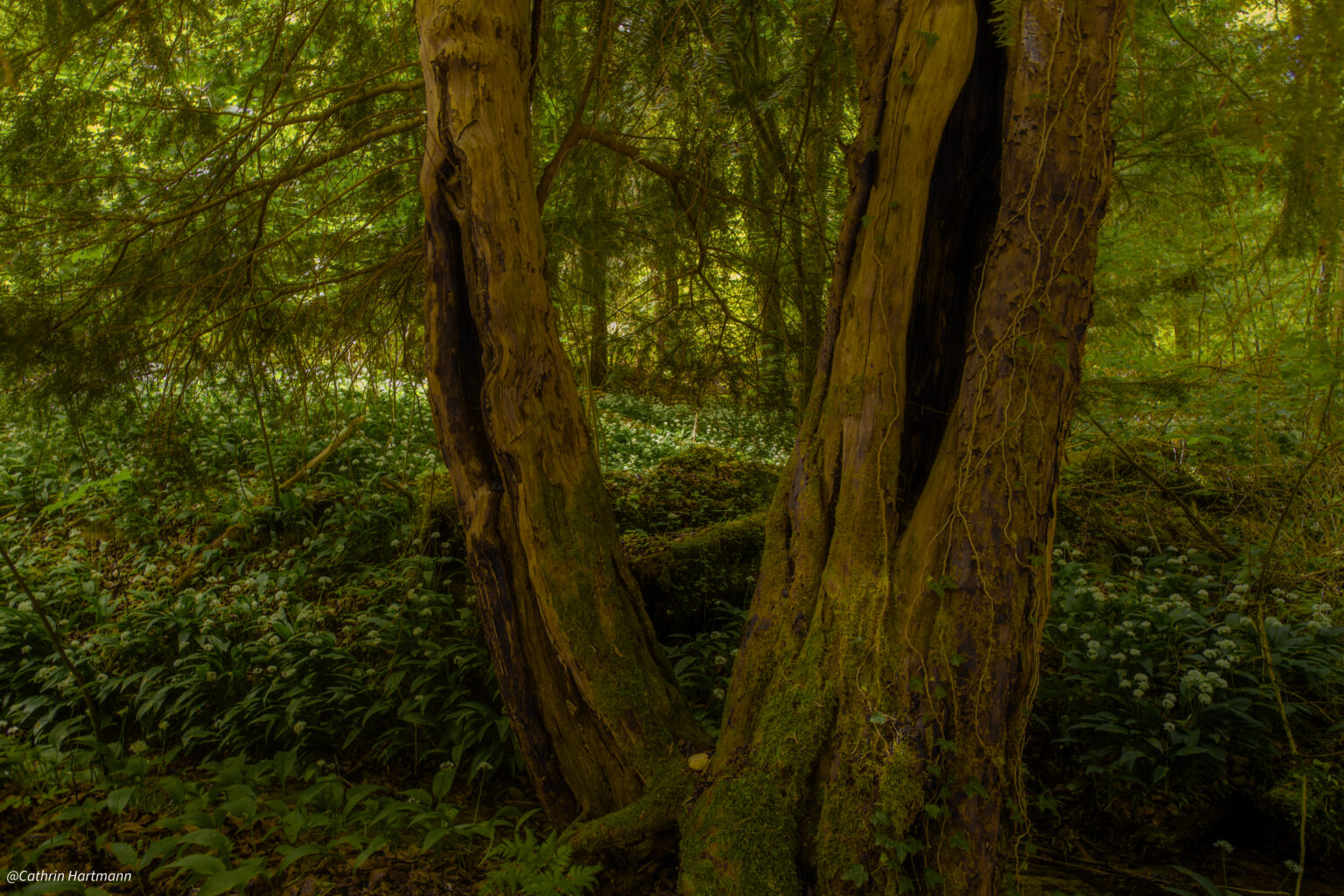 Cathrin Hartmann Apfeldorf Wessofontanum