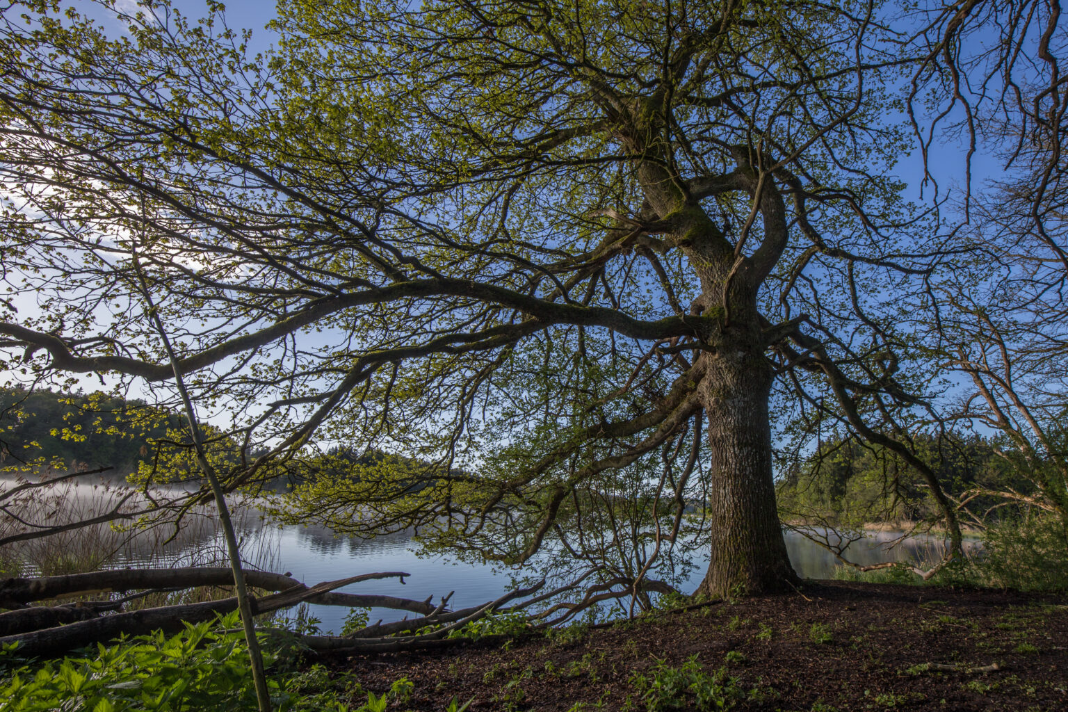 Peter Eckert Zellsee