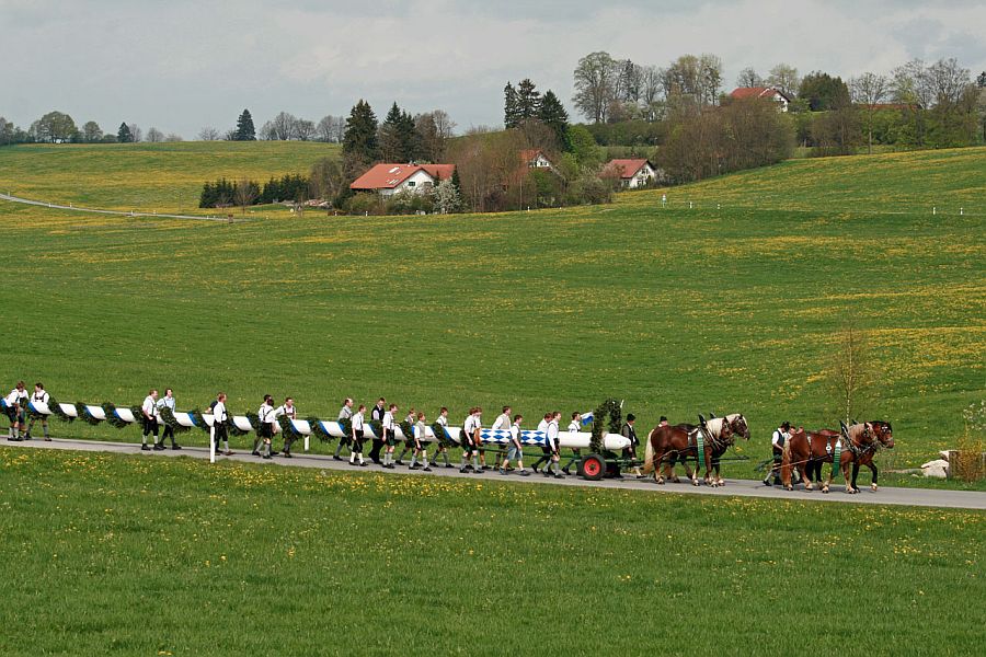 PE Maibaum Forst
